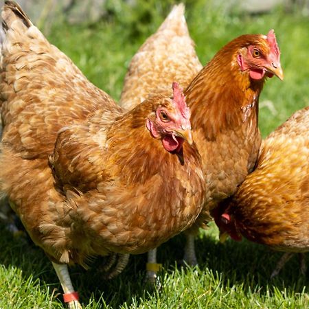 Ferienwohnungen Fehmarn Mit Parkplatz In Petersdorf Εξωτερικό φωτογραφία